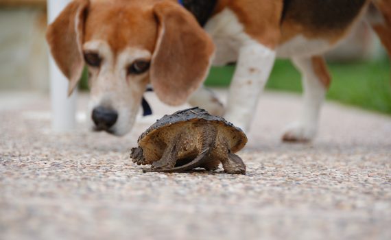 Dog and Tortoise
