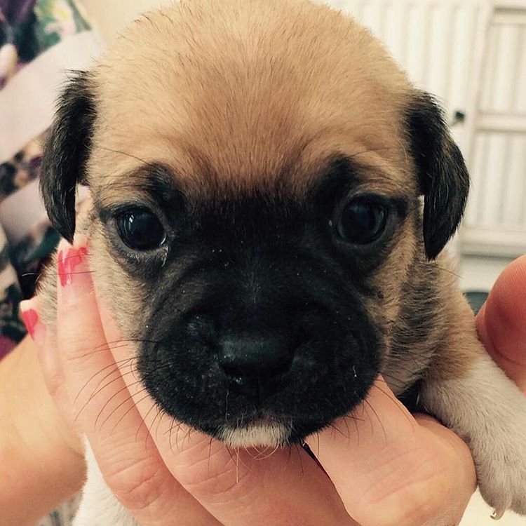 3-week-old-jug-puppy