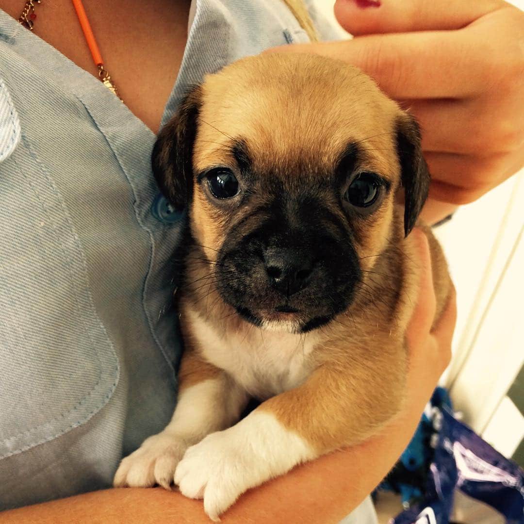 6-week-old-jug-puppy