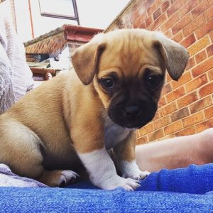 9-week-old-jug-puppy