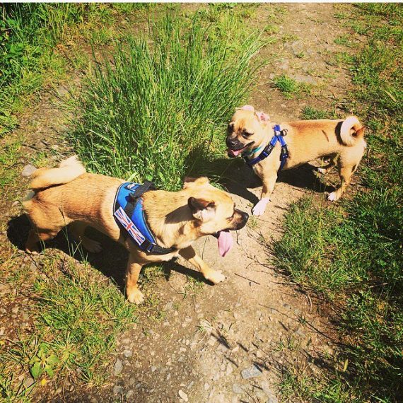 Jug Dog The Official site of the Jug Dog Breed and Much More!