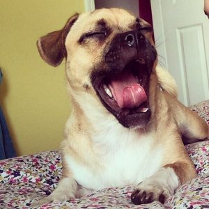 Jug Dog Yawning