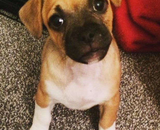 Jug Puppy Help and Advice JugDog.co.uk