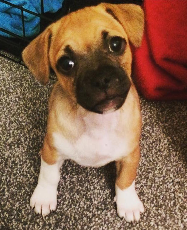 Jug Puppy Help and Advice - JugDog.co.uk