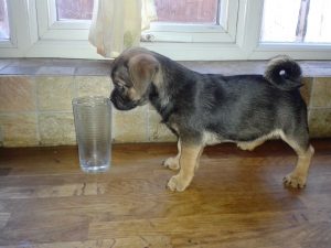 Black and Tan Jug