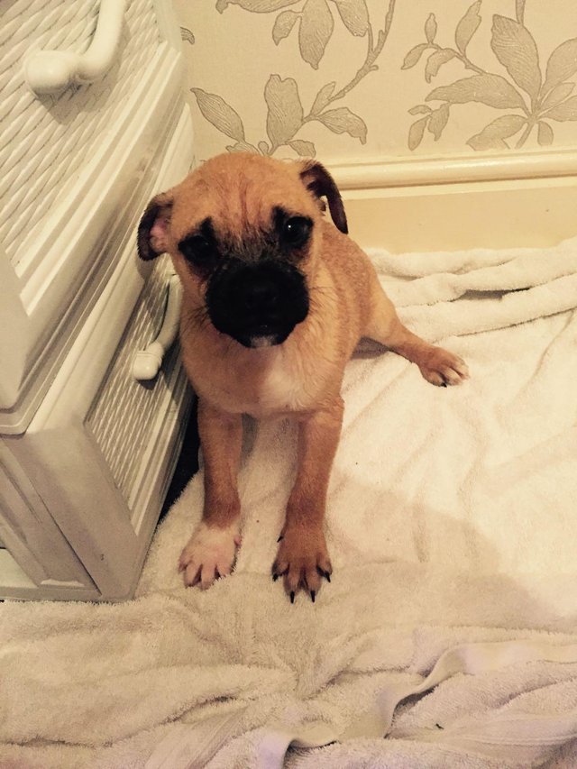 Jug Dog The Official site of the Jug Dog Breed and Much More!