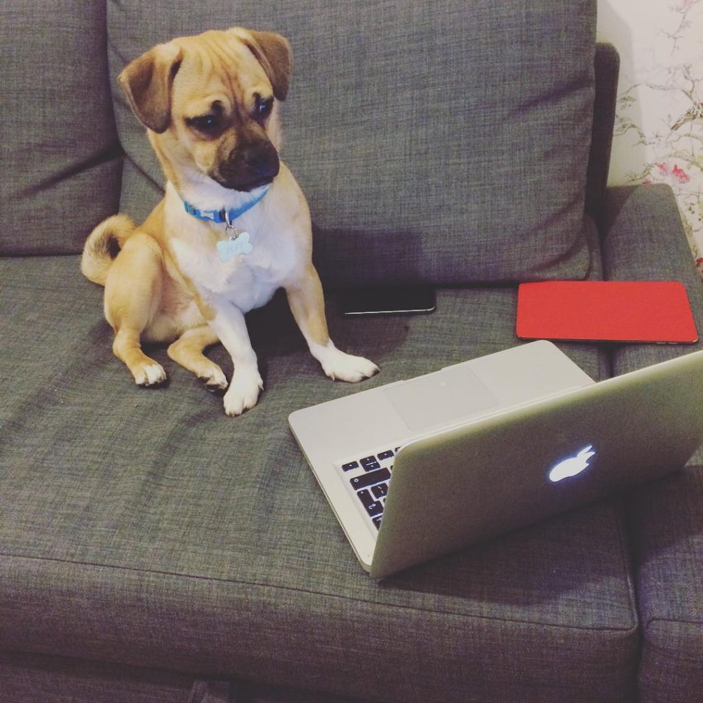 Jug Dog The Official site of the Jug Dog Breed and Much More!