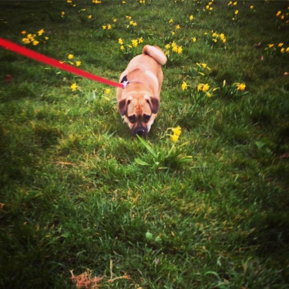 Jug Dog The Official site of the Jug Dog Breed and Much More!