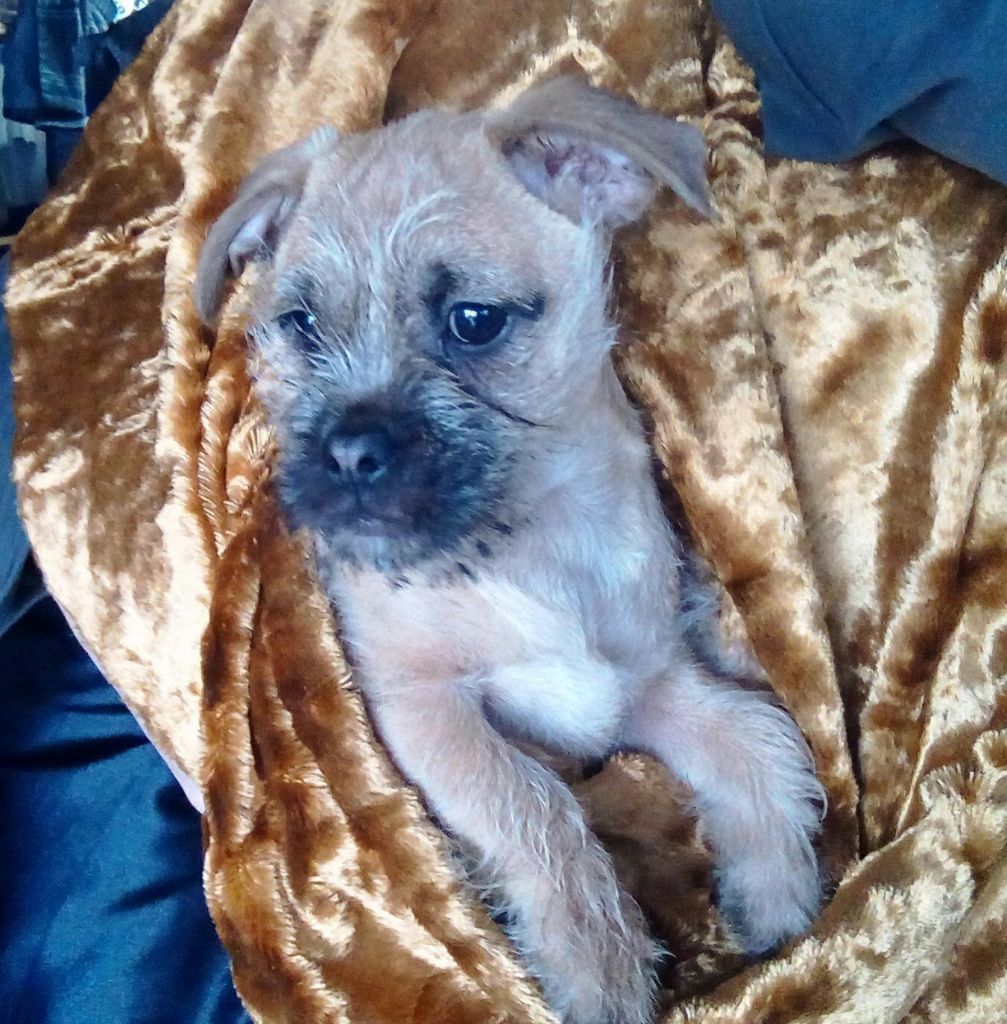 Jug Dog The Official site of the Jug Dog Breed and Much More!