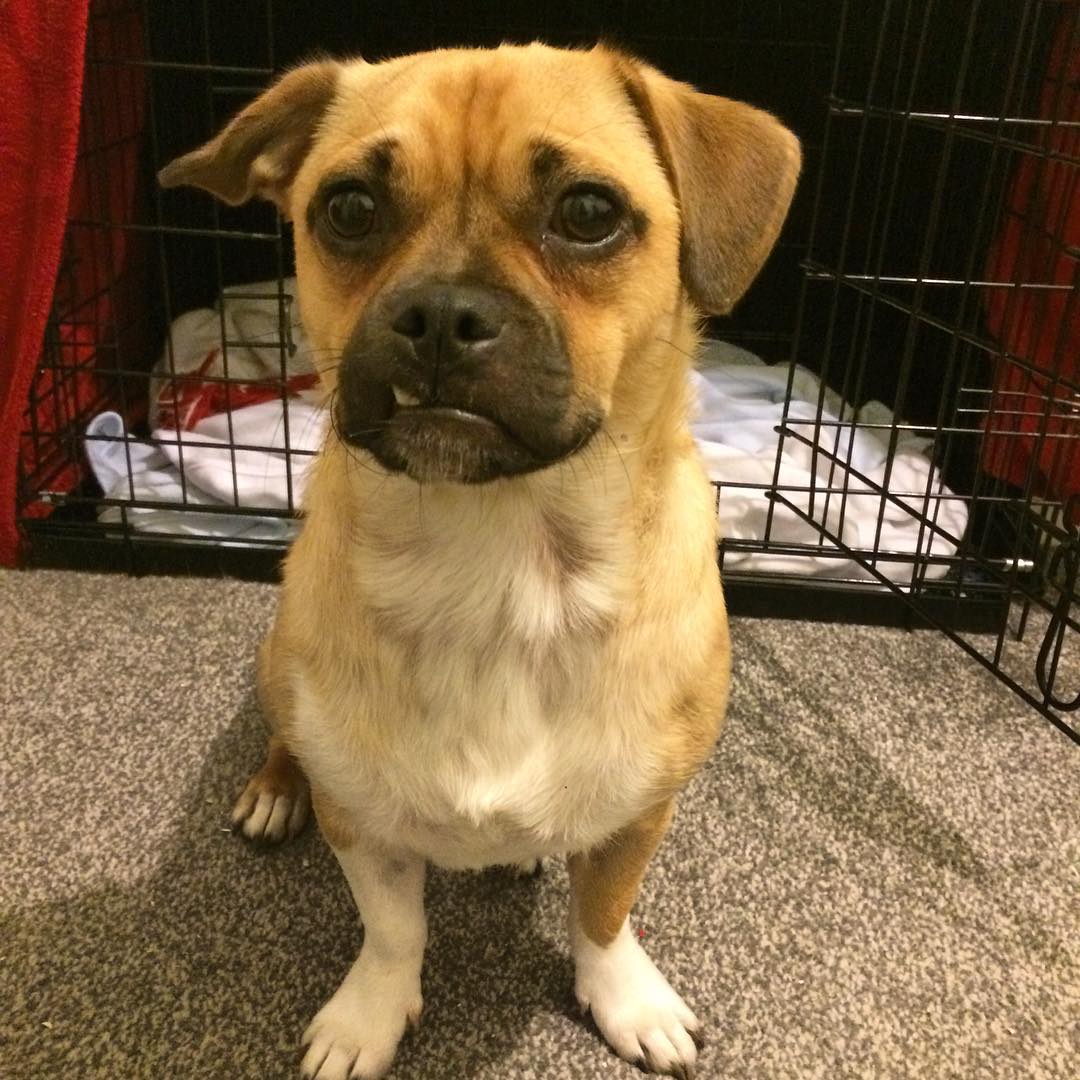 Jug Dog The Official Website of the Jug Dog Breed and