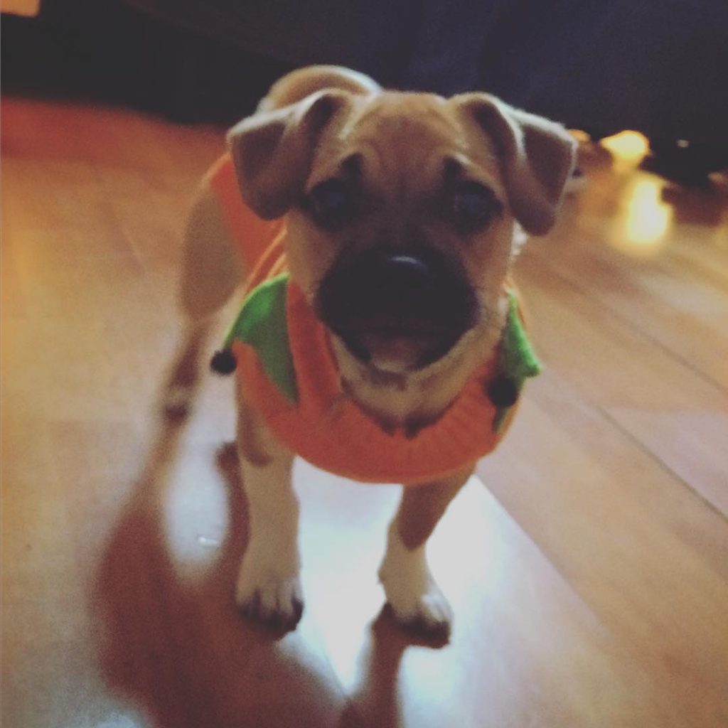 How big do jug dogs get? When do they stop growing?