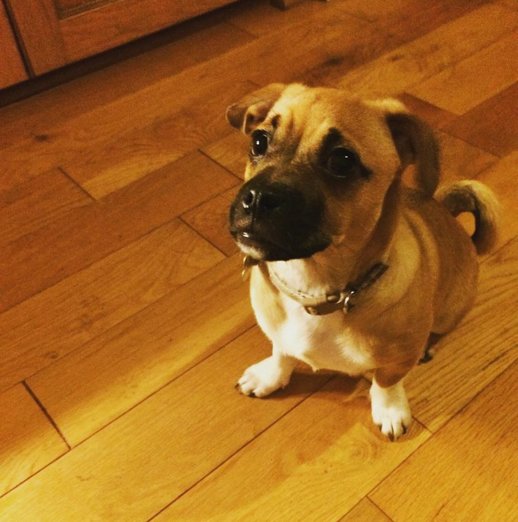 How Big Do Jug Dogs Get? JugDog.co.uk