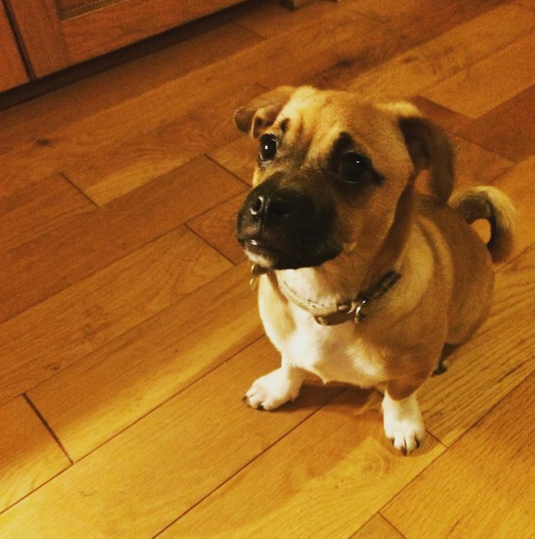 How big do jug dogs get? When do they stop growing?