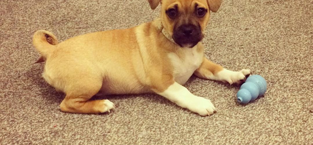 Jug Dog Training JugDog.co.uk