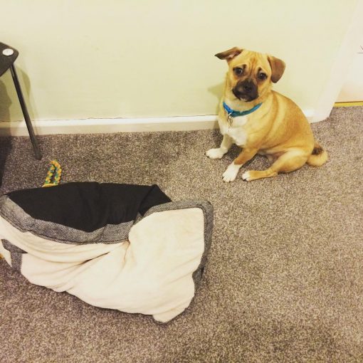 Jug Dog The Official site of the Jug Dog Breed and Much More!