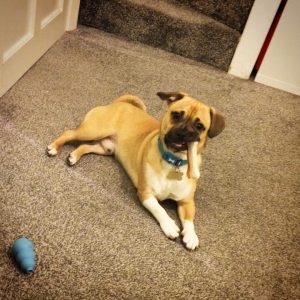Jug Dog Goofy