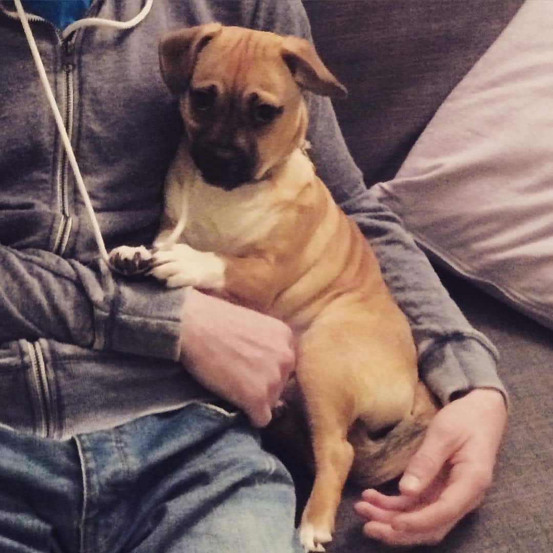 Jug Dog The Official site of the Jug Dog Breed and Much More!