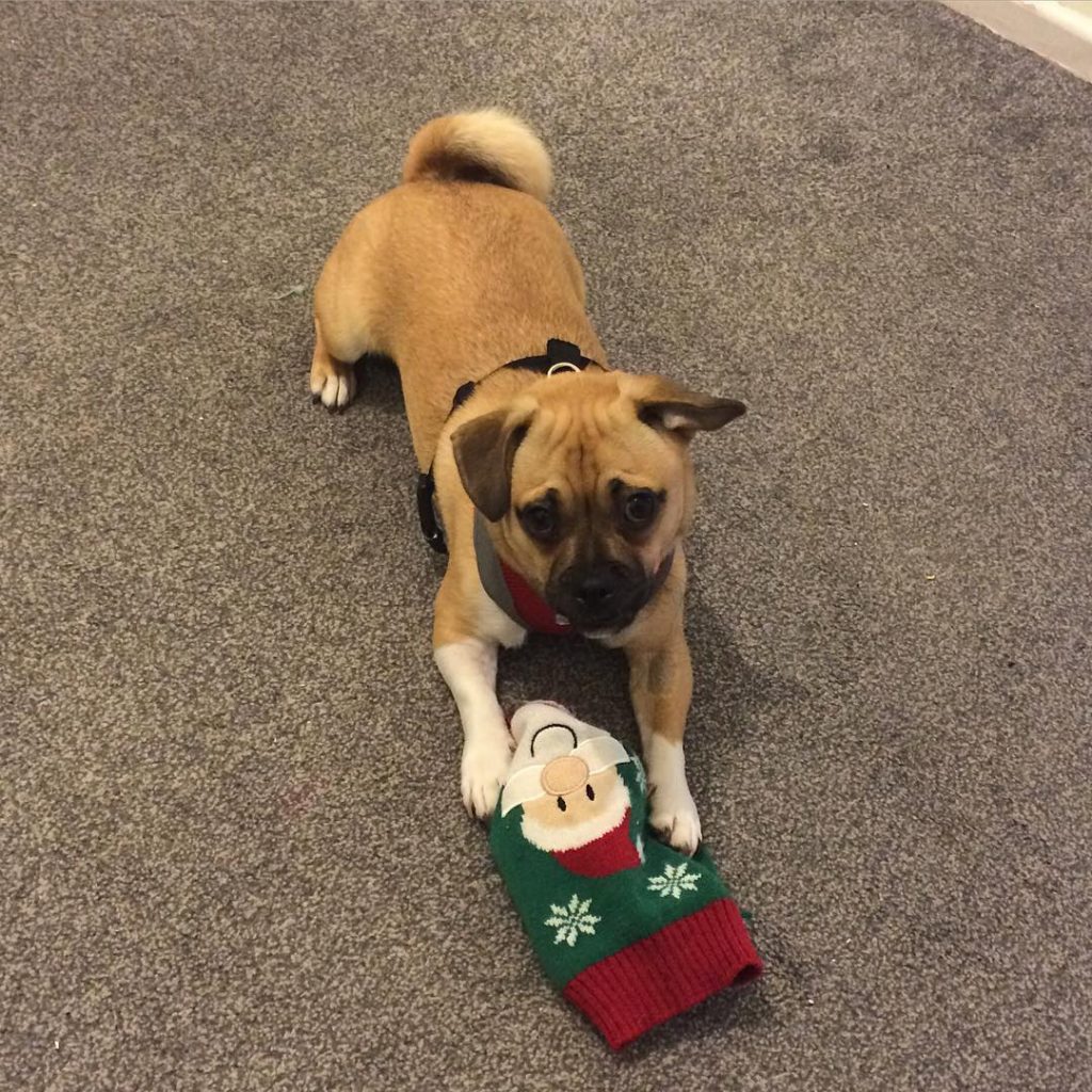 How Big Do Jug Dogs Get? JugDog.co.uk