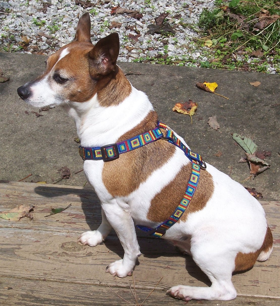 Best Dog Harnesses UK 2018 Price Quality Usability Rated by JugDog
