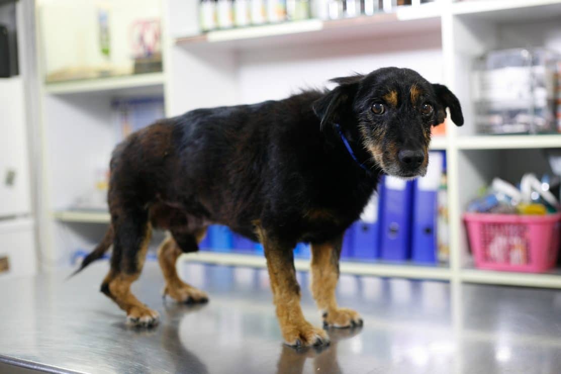 Paracetamol For Dogs Jug Dog paracetamol-for-dogs-jug-dog