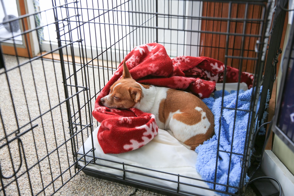 Comfortable Wire Crate