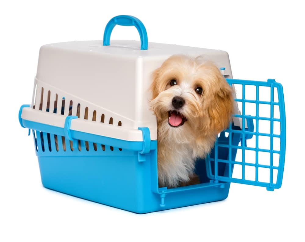 Best Dog Crates UK 2019 Wire, Plastic and Soft Crates