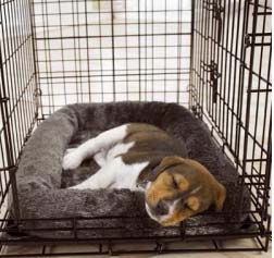 dog sleeping in crate