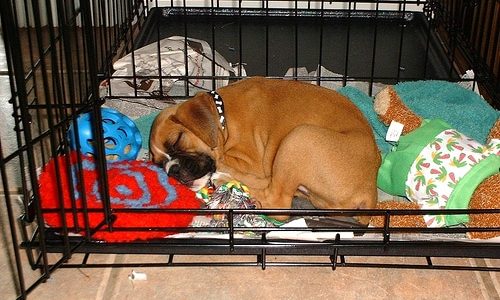 puppy sleeping in crate