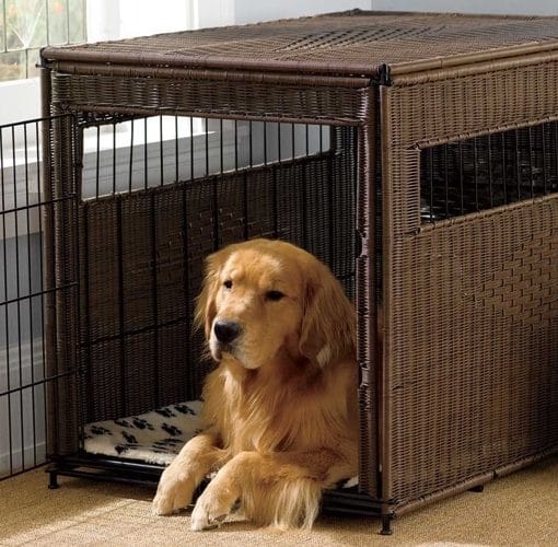 Dog Sleep Aids Can I Give My Dog Sleeping Pills? Jug Dog