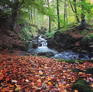 Holbeck Ghyll Grounds