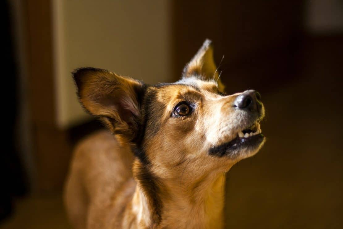 Best Dog Worming Treatment Uk Best Dog Worming Treatment Uk