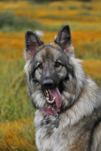 Canine Cognitive Dysfunction