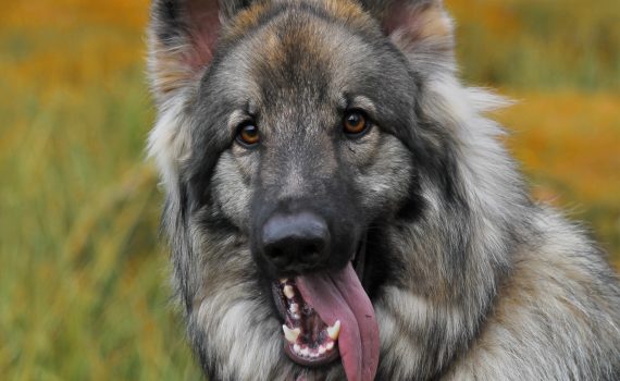 Can Dogs Remember Smells Can Dogs Remember Smells