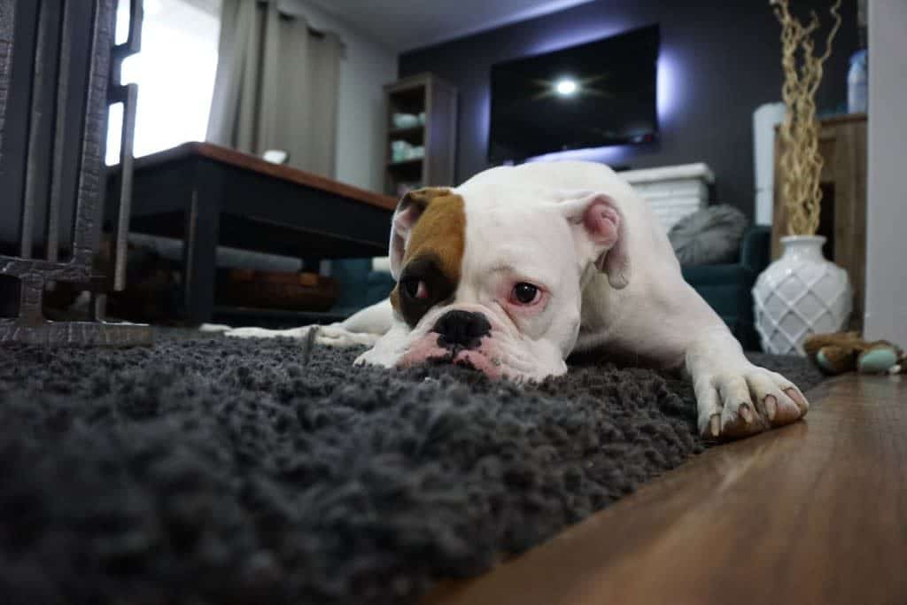 How to remove dog pee smell from carpets?