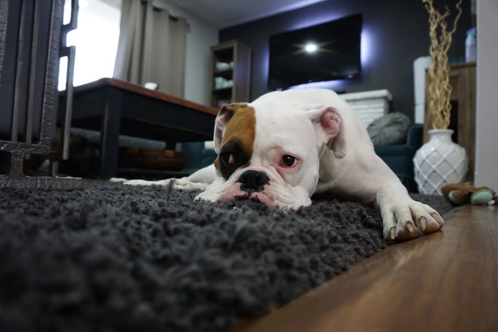 Tackling Dog Hair at Home: A Beginner’s Go-To Guide cover