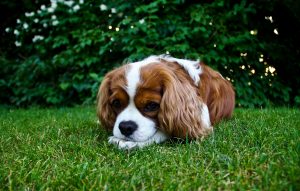 Why Does My Dog Eat Grass?