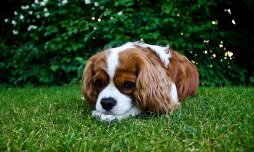 Dog In The Grass