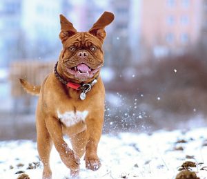 Hund läuft im Winter