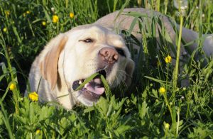 Should i let my dog eat grass