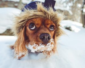 Snowy Dog