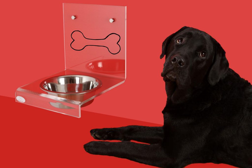 Dog with an automatic feeder