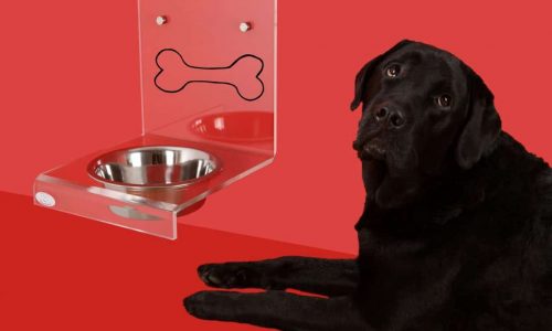 Dog with an automatic feeder