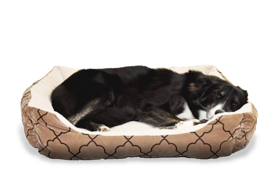 Aids In Cats Can Dogs Get It Aids In Cats Can Dogs Get It