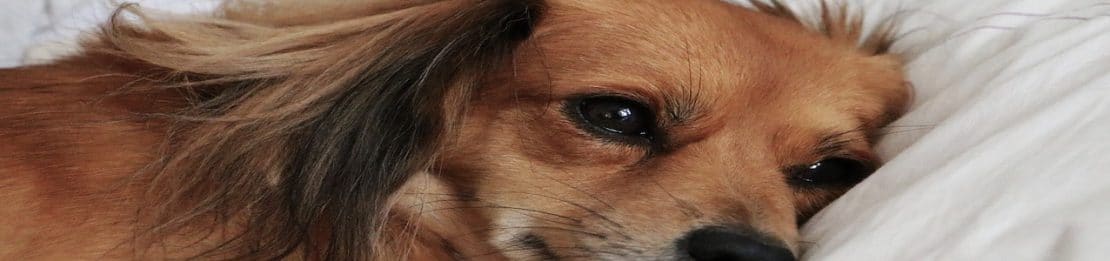 bugs bed dog beds jug dogs