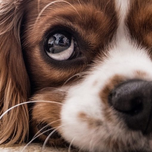 Dog Front Paw Knuckling Under What is it, diagnosis and treatment