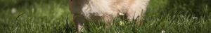 Is Artificial Grass Dog Friendly?