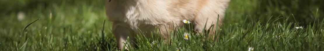 Is Artificial Grass Dog Friendly? cover