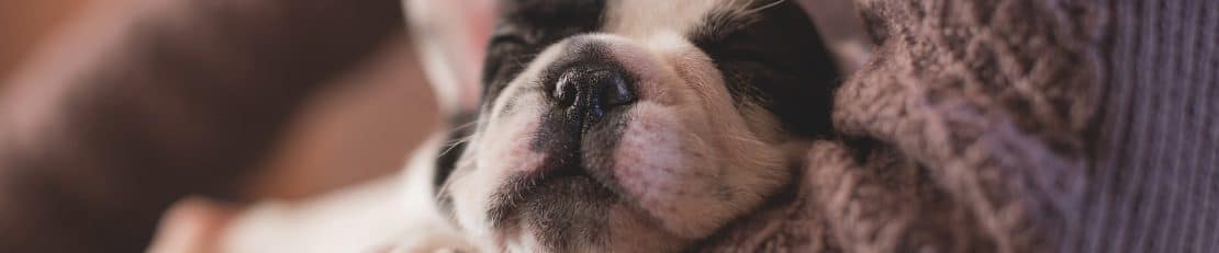 Can I Put Benadryl On My Dog Can I Put Benadryl On My Dog