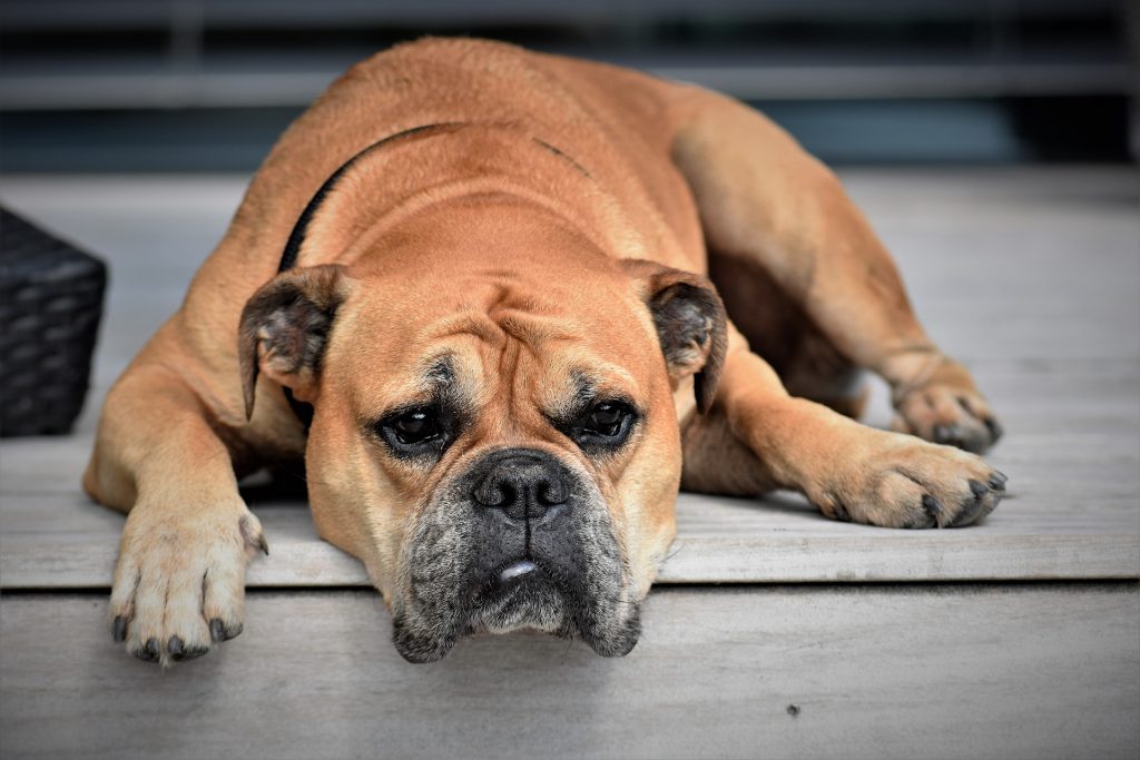 How Long Do Dogs Sleep In A Day