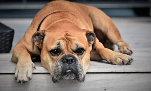 How Long Do Dogs Sleep In A Day